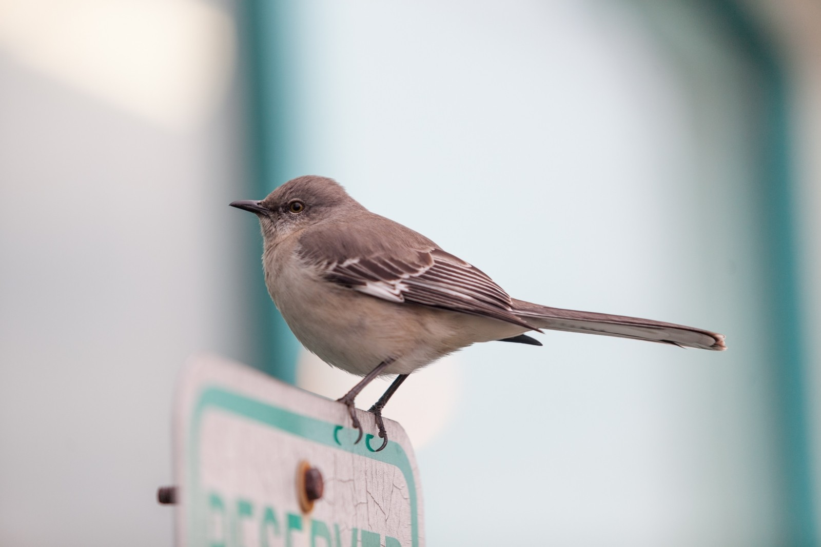 Mockingbird без слов